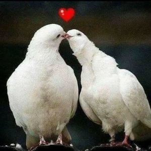 Meet your Posher, Alba